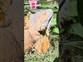 🦎Giant Iguana Chilling Like He Owns the Place!😲  #iguana #evergladeswondergardens #nature #wildlife