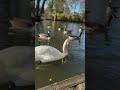 Swan about London Park Birds