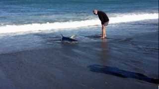 Blue shark stranded after chasing fish