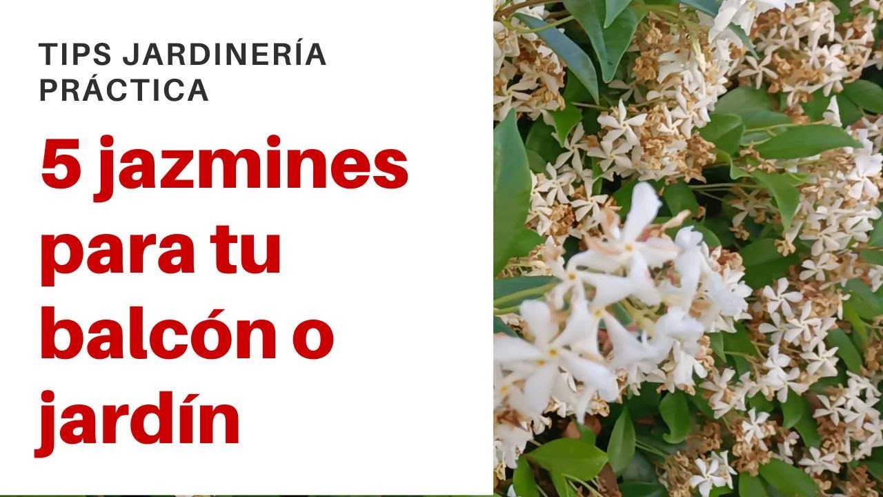 5 jazmines para tu balcón o jardín. ¿Mejores variedades? ¿Perfumes exquisitos?