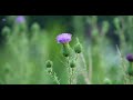 TUDCA vs Milk Thistle: Which Liver Support Ingredient Is Better? 🌿| Mahoney Supplements #TUDCA #Milk