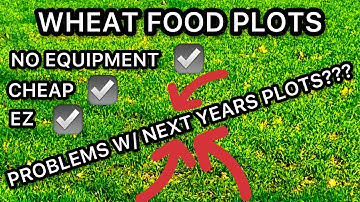 WHEAT FOOD PLOTS & #1 PROBLEM WITH THEM!!!