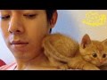 茶トラ子猫「ひろし」結局そこで寝るのね。Funny cat Hiroshi: So cute when he sleeps...