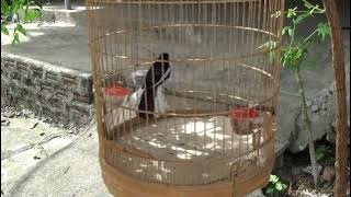 #217 Chòe than mồi hót cực căng khi bổi về gần phần 12