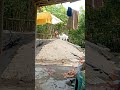 akmal lagi angon Belang sama komo     jadi betah #shortvideo #shortsviral #shorts #viral #lucu