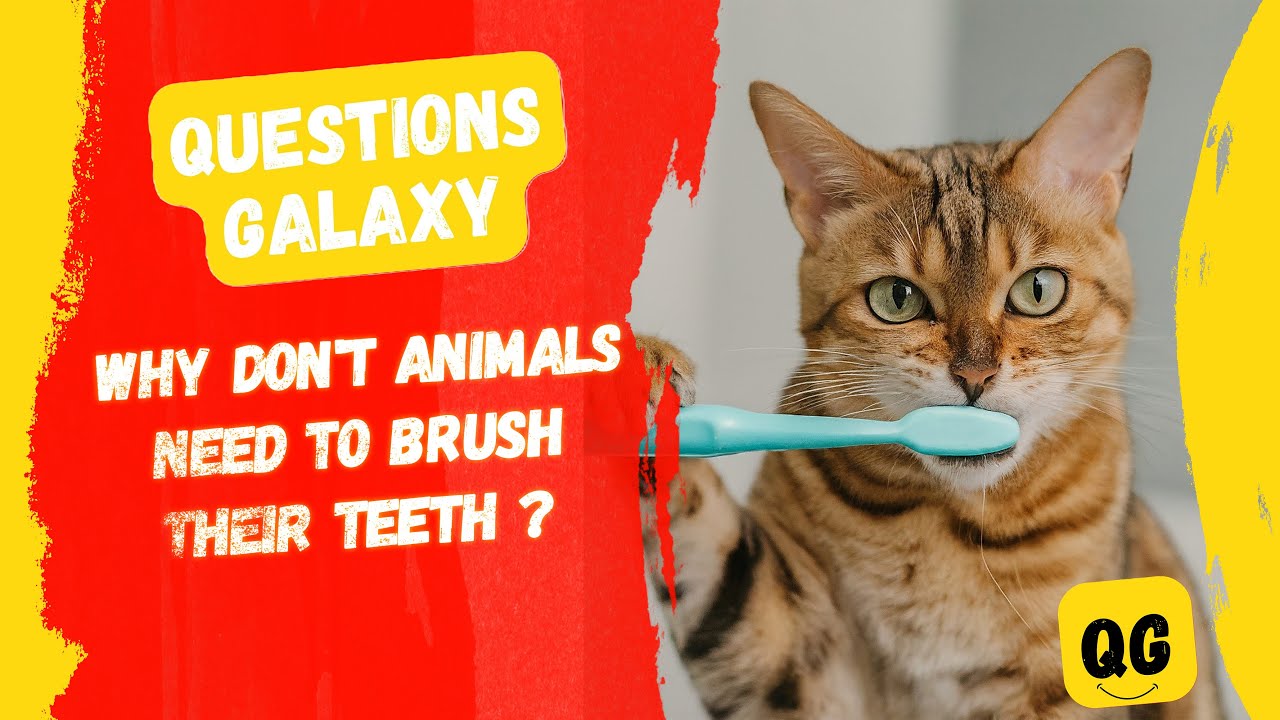 Why don't animals need to brush their teeth but we do? facts fact 