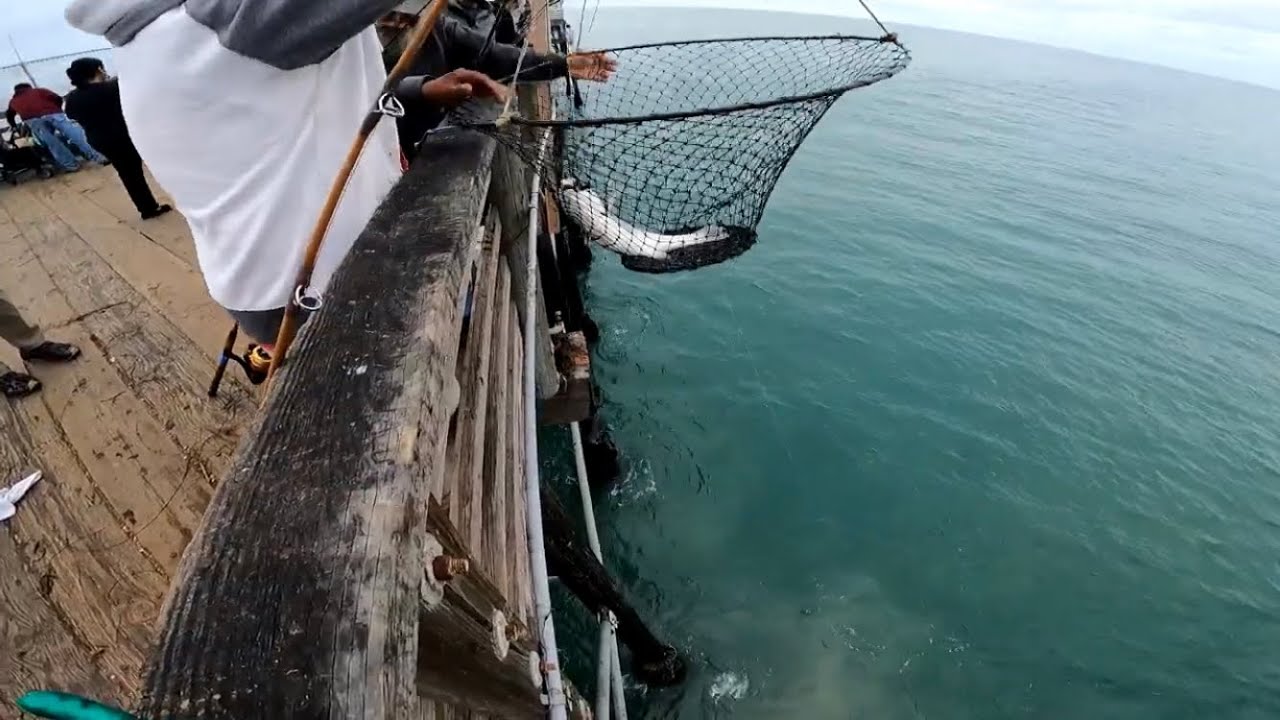 Oceanside Pier, Croaker Fishing tournament