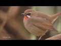 Ruby throat Bird