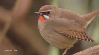 Ruby throat Bird