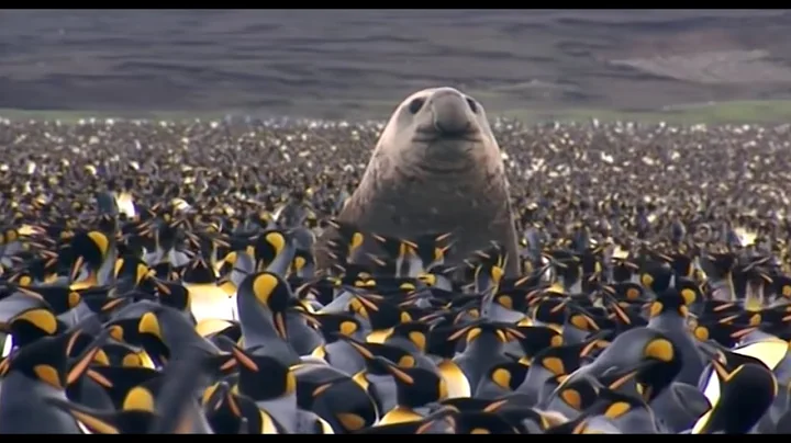 Penguin Baywatch (Wildlife Documentary)