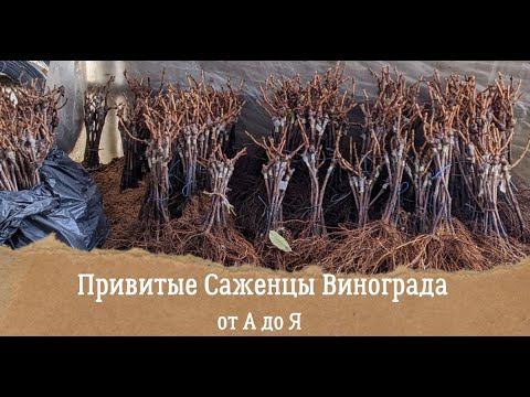 Купить Привитые Саженцы Винограда В Краснодарском Крае