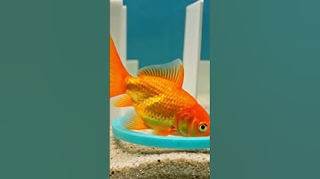 Goldfish Have a Longer Memory Than You Think!