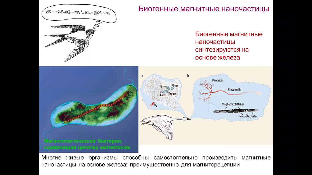 Юреня Антон Юрьевич. Магнитные наночастицы в биомедицине