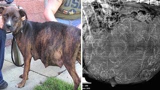 Hamile Pitbull Doğurmayı Reddediyordu Ultrasona Bir Kez Bakan Veteriner Bunun Nedenini Anladı