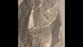 Super small seed ticks