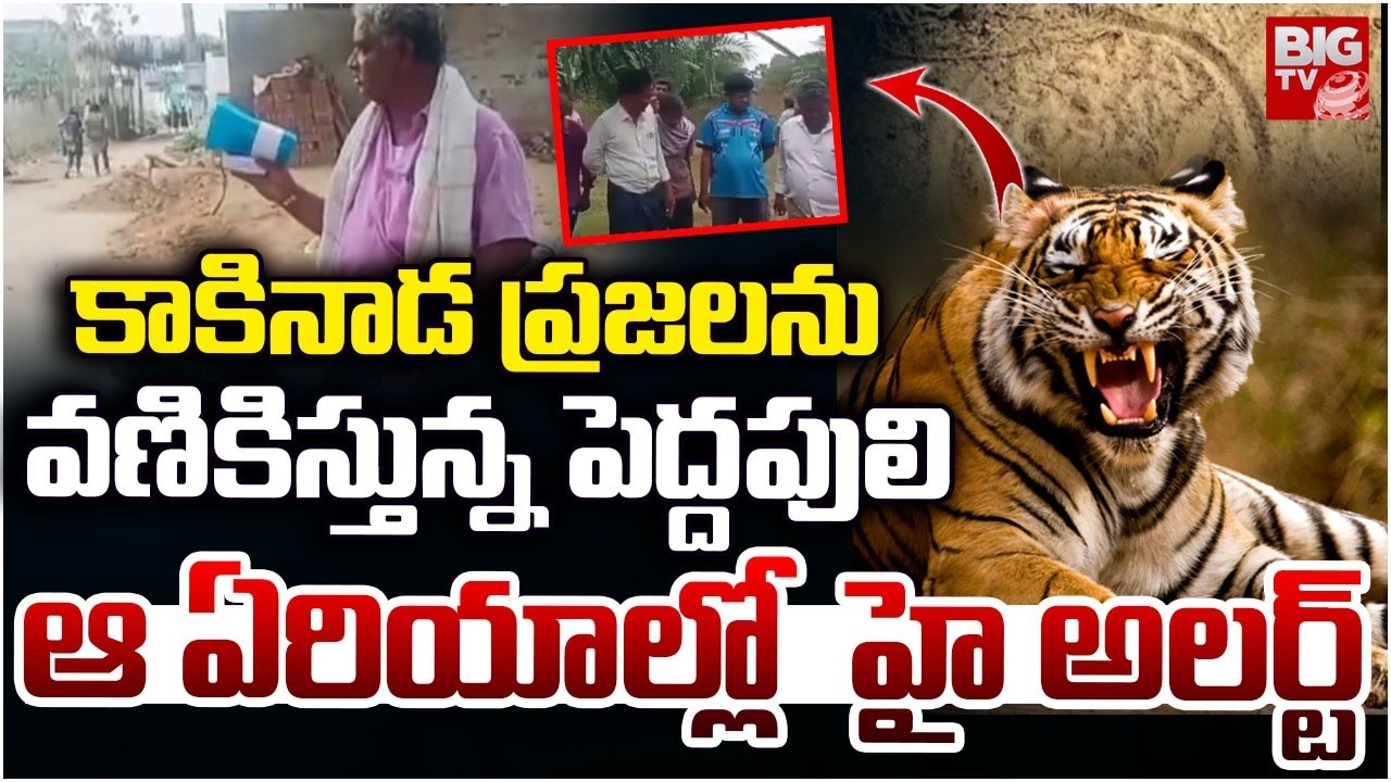 కాకినాడ ప్రజలను వణికిస్తున్నపెద్దపులి | Tiger Roaming At Kakinada District | BIG TV
