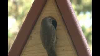 House Wrens (Troglodytes aedon) are building a nest in a Nature Products USA Model #1050 A-frame Wren House. This house is 