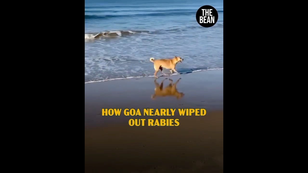 How Goa Got Rid of Rabies