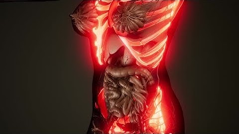 Transparent Human Body with Visible Bones | Motion Graphics - Videohive template