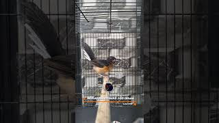 Download Lagu MURAI BANYUMAS 100 ‼️ PCX MP3