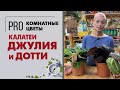 Калатея Дотти и Калатея Джулия - двойняшки красавицы | Сравнение двух сортов