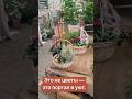 Это не просто корзина с цветами… #сад #цветыдлядома #дача #квіти #diy #flowers #розы #декоркорзина