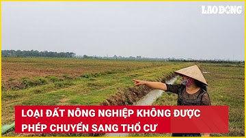 Loại đất nông nghiệp không được phép chuyển sang thổ cư| Báo Lao Động