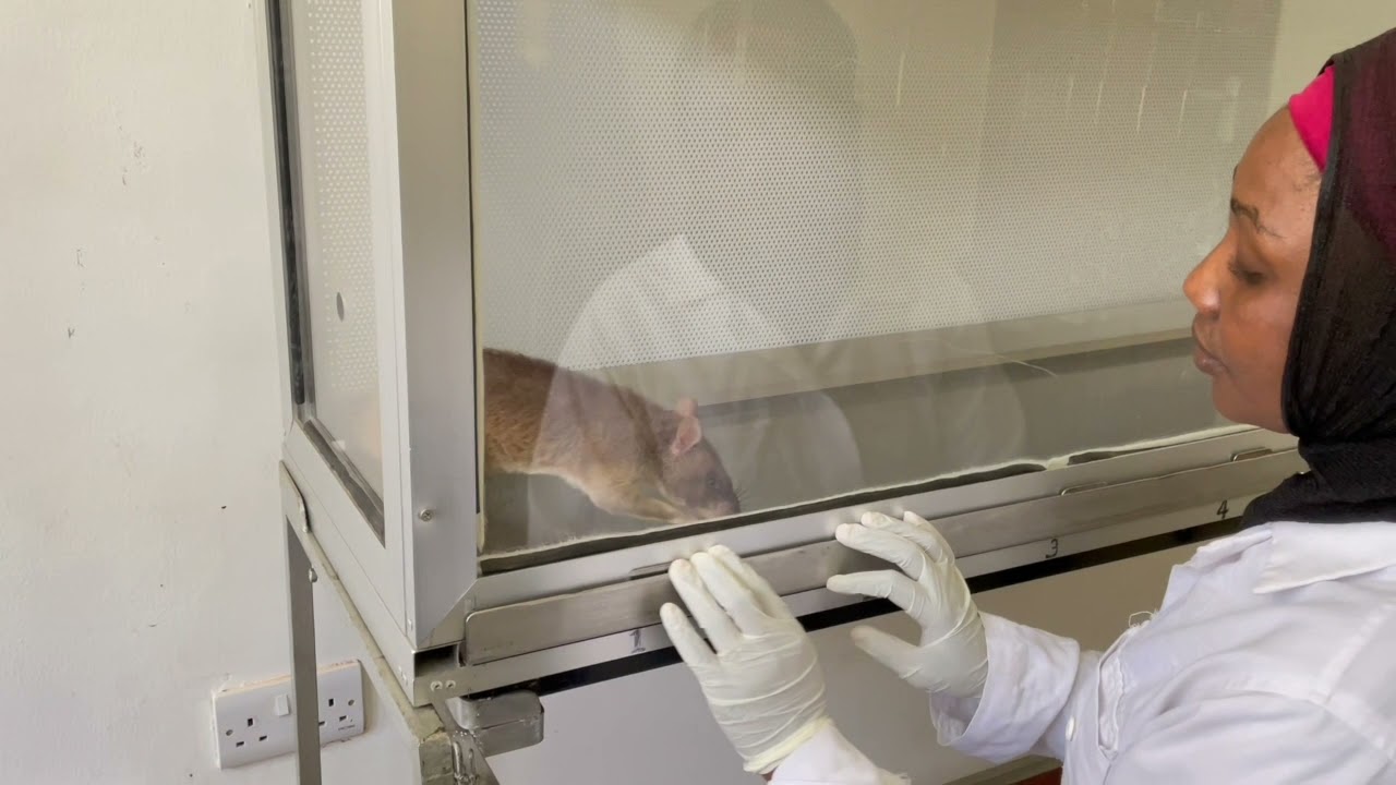 HeroRAT Adriano learning to detect tuberculosis