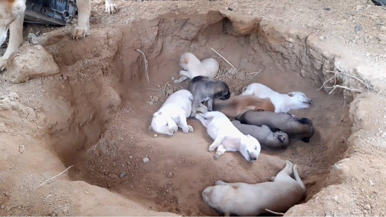 Day 2 feeding poor mother dog and 9 puppies living in deep soil (EP02)- Rescue family puppies
