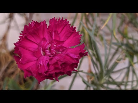 فيديو: هل يمكنني زراعة بذور وردة شارون - تعرف على كيفية بدء البذور من روز أوف شارون