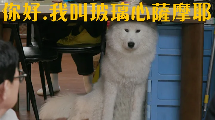 一只拥有玻璃心的萨摩耶，让你们看看狗是怎么驯服训犬师的！ - 天天要闻