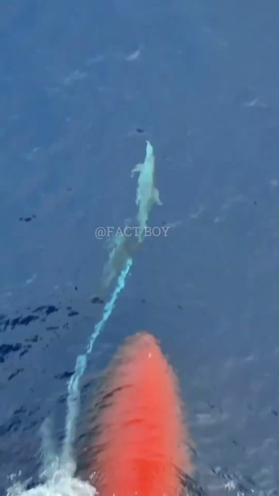 How a dolphin swims in the ocean #shortvideo