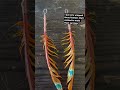 I just wire wrapped these feathers that I painted to make them earrings