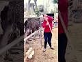 Smart ostrich egg pickup