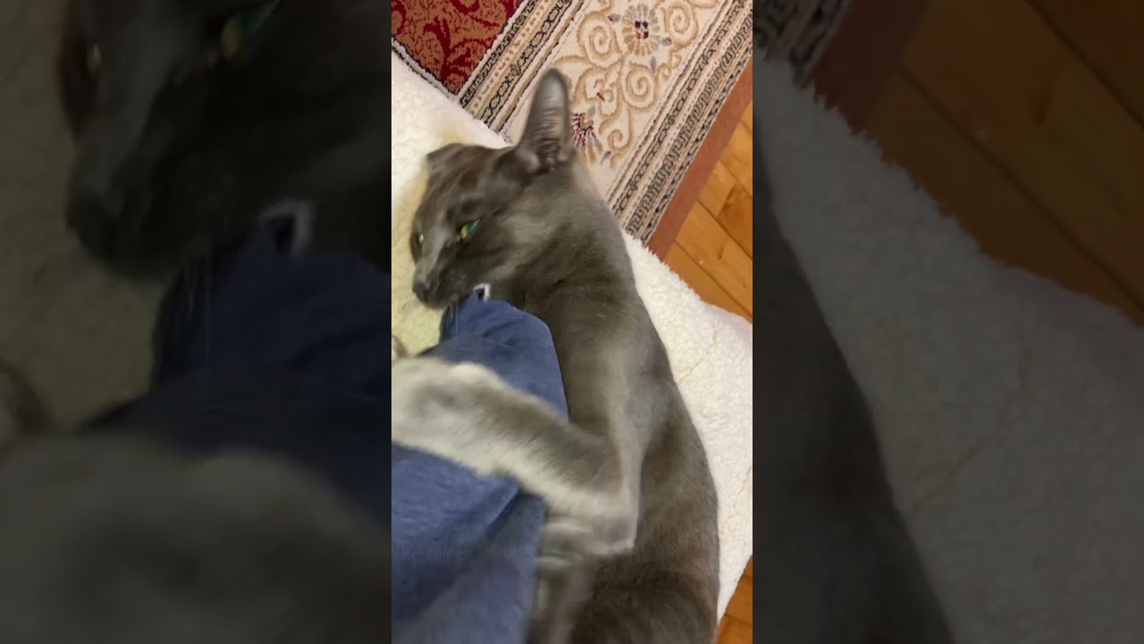 【猫動画】わたしのネコキックを見せてあげる😺😽😻