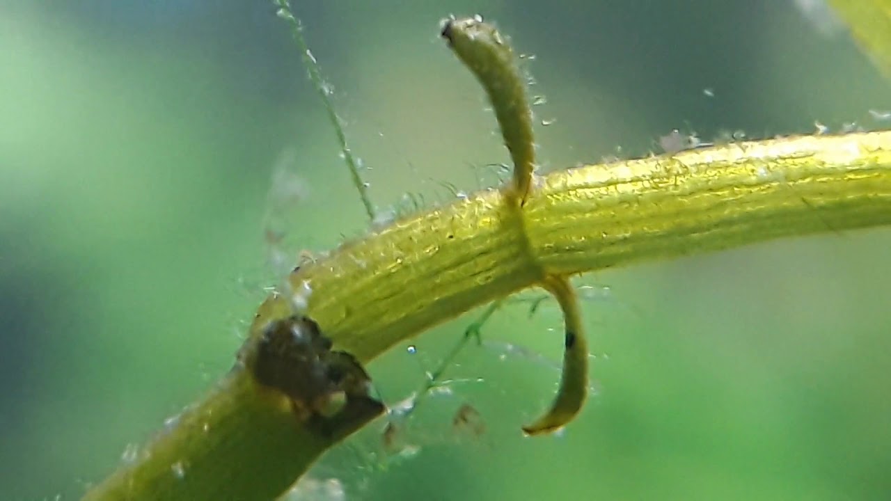 Aquarium Life (with macro lens)