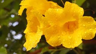 Morning Dew on Yellow Bells 🌼 | Macro Flower Photography 4K | Nature Aesthetic