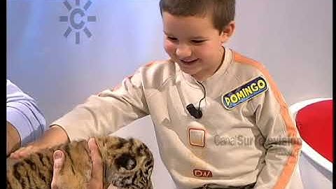 Juan y Medio sorprende al niño Domingo con un cachorro de tigre | Menuda noche