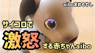 プレゼントしたサイコロを取られて、赤ちゃんaiboが怒り出しました…