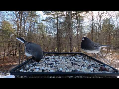 Video: Sind Juncos Snowbirds?