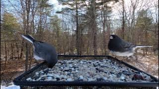 Dark-eyed Juncos (snowbirds) make the best sounds