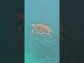 Green Sea Turtle with Barracuda Below 🐢👁️🌊