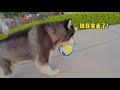 大王今天出门玩球 Dawang play the ball丨Apenjie with Dawang