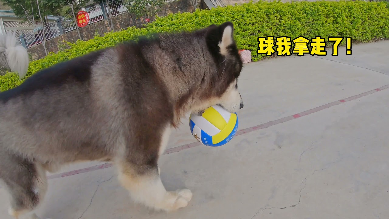 大王今天出门玩球 Dawang play the ball丨Apenjie with Dawang