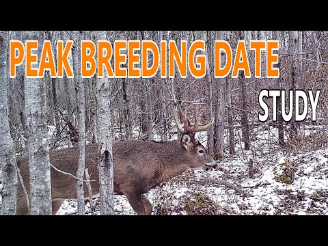 Deer Study Reveals Peak Whitetail Breeding Dates 