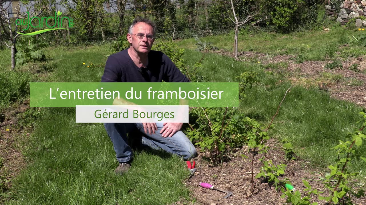 Comment ENTRETENIR le FRAMBOISIER ?