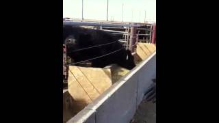Morgan Schutters KAMR NBC4 tease Cattle 1-30-12