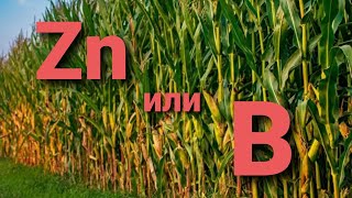 Цинк или Бор, что лучше для кукурузы? .