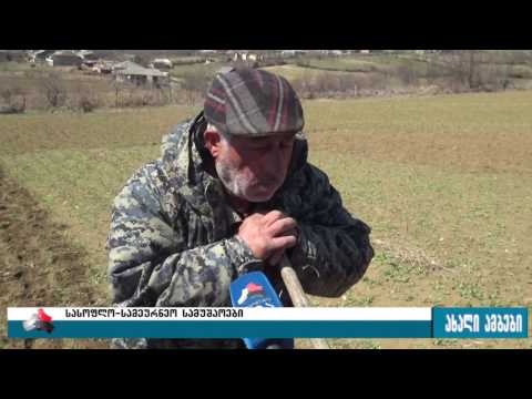 გორის მუნიციპალიტეტის სოფლებში საგაზაფხულო სამუშაოები მიმდინარეობს 06.04.2017