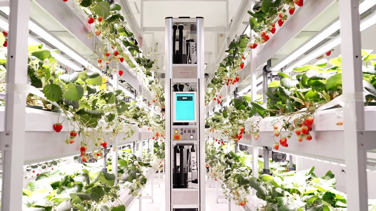 ピロキさま専用 超特大一対＋一個 門松 ハンドメイド 自然栽培 28日